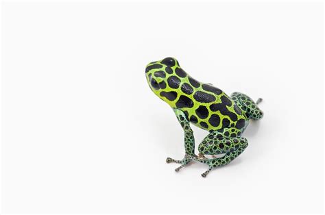 Black Spotted Green Poison Dart Frog by Design Pics / Corey Hochachka