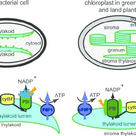 Thylakoid membrane organization and composition in cyanobacteria and... | Download Scientific ...