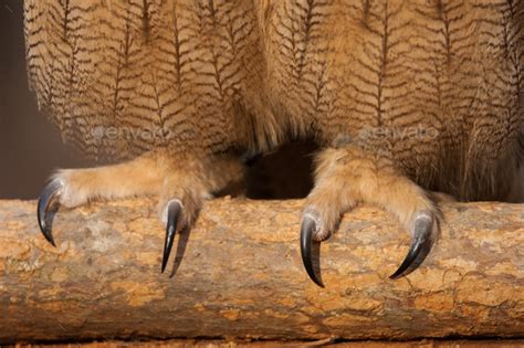 Eurasian Eagle Owl Talons Stock Photo by mattcuda | PhotoDune