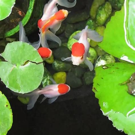 7 Fish to Keep With Goldfish in Ponds (Goldfish Pond Mates) - Pond Informer