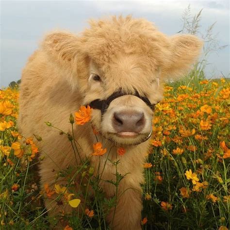 Clo on Instagram: “@theadventuresofminifinn June 2019 🌼” | Fluffy cows, Fluffy animals, Cute ...