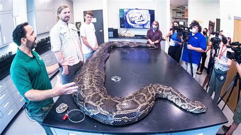 Record-breaking 18-foot Burmese python caught in Florida Everglades