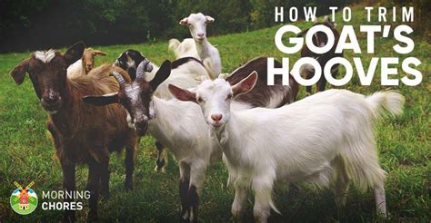 How to Trim a Goat's Hooves in 5 Simple Steps to Prevent Infection