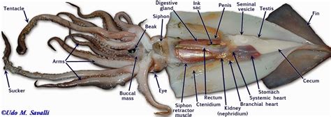 Biology 11 – Squid Dissection | Mrs Dildy