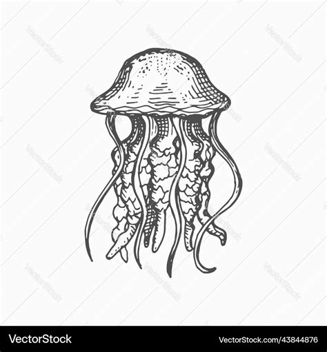 Medusa hand drawn jellyfish isolated sea creature Vector Image