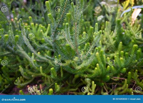 Xerophyte Desert Plants Growing in Garden. Stock Image - Image of area, growth: 251693033