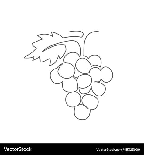 Grape one line drawing on white background Vector Image