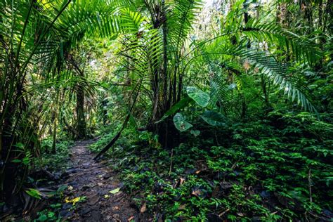 Tree species diversity makes forests more productive • Earth.com