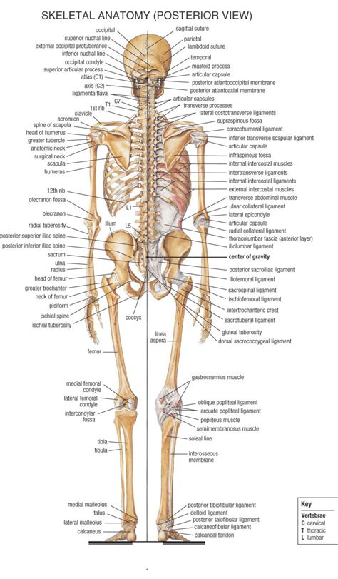 ANATOMY | Human body anatomy, Anatomy, Medical anatomy