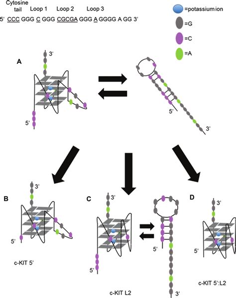 Proposed models of c-KIT DNA sequences. (A) c-KIT structural features ...