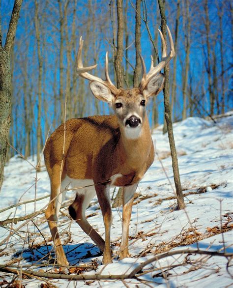 Deer | Characteristics, Species, Types, Family, & Facts | Britannica