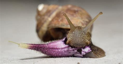 How Long Do Snails Sleep? - A-Z Animals