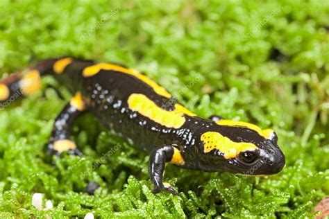 Fire salamander — Stock Photo © kikkerdirk #13768985