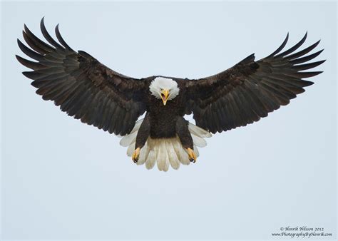 Bald eagle, Eagle images, Eagles