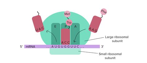 Ribosomes Diagram Labeled