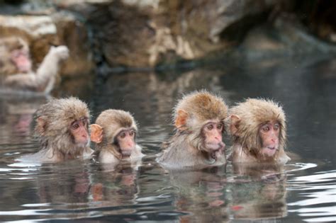 Jigokudani Monkey Park- Where Monkeys Bath in Hot Springs