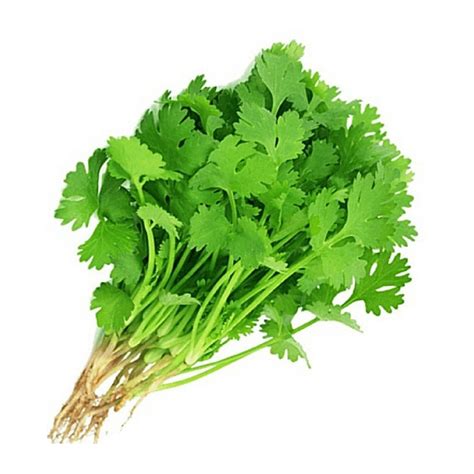 Coriander Leaves (150g - 200g) - Buy Coriander Leaves (150g - 200g ...