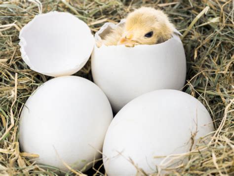 Baby Bird Hatching From Egg Stock Photo - Download Image Now - iStock