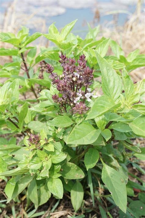 Ocimum Basilicum Plant in Nature Garden Stock Photo - Image of aroma ...