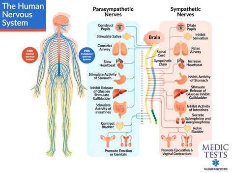 MedicTests - #1 in EMT and Paramedic NREMT Practice Tests | Peripheral nervous system ...