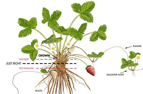 Catat! Gambar Tanaman Strawberry yang Banyak Dicari - Informasi Seputar Tanaman Hias