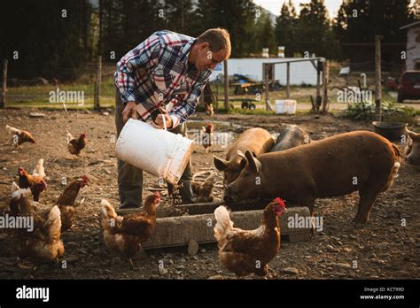 Farmer feeding pigs in farm on a sunny day Stock Photo - Alamy