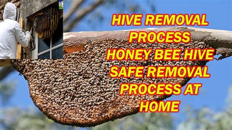 Honey bee hive safe removal process at home | How to remove safely honey bee hive honey comb at ...