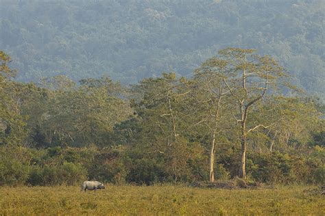 Greater one-horned rhino habitat - Francis J Taylor Photography