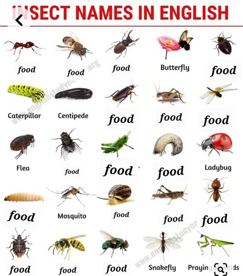 bug chart : r/entomophagy