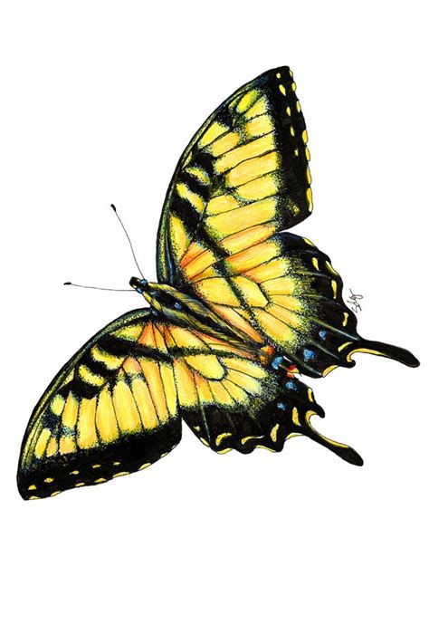 35+ tiger swallowtail butterfly drawing - GurtakhRonon