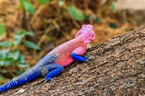 Discover the Many Colors Of Lizards (Rarest to Most Common) - A-Z Animals