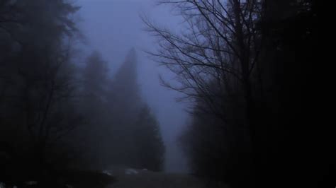 Foggy forest at night - YouTube