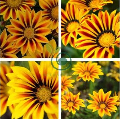 Gerbera Daisy Seeds Hybrids 200 Seeds