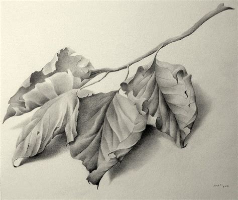 Pencil Drawing Leaf - bestpencildrawing