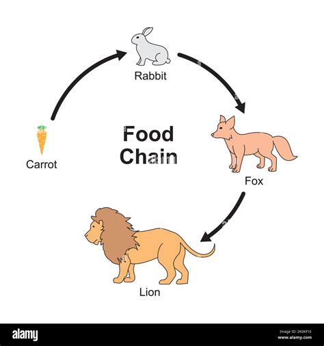 Scientific Designing of Food Chain. The Most Importante Relationship in Ecosystem. Colorful ...