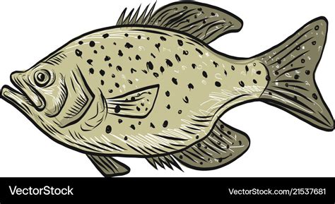 Crappie fish side drawing Royalty Free Vector Image