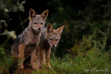 Black-Backed Jackal Pups Photo | Kariega Game Reserve