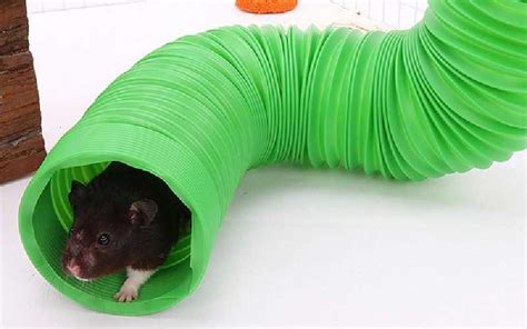 DIY hamster tunnels - A Complete Guide - Hamsters Guide