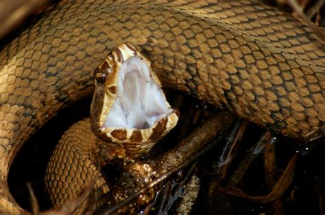 Snake Bites an Indian Man, He Takes ‘Revenge’ by Biting it Repeatedly ...