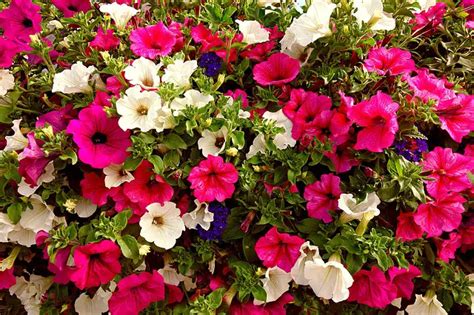 Petunia companion plant - Growing Guides