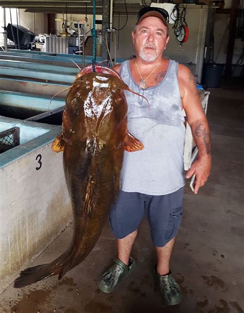 New Florida State Record Flathead Catfish - Florida Sportsman