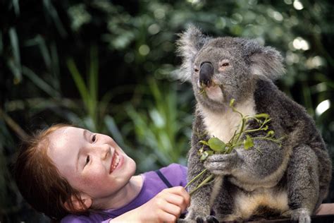 Koala Facts: Habitat, Behavior, Diet