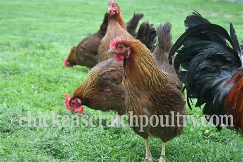 Welsummer Fertile Hatching Eggs - Chicken Scratch Poultry