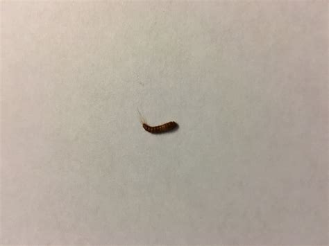 Boston ma, is this house centipede larvae or? : whatsthisbug