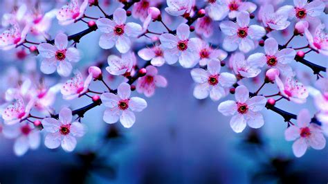 2560x1440 Resolution Cherry Blossom 1440P Resolution Wallpaper ...