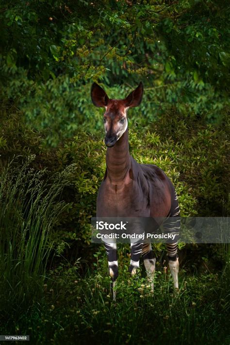 Okapi Okapia Johnstoni Brown Rare Forest Giraffe In The Dark Green Forest Habitat Big Animal In ...