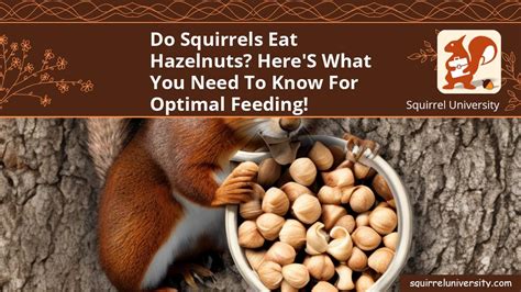 Do Squirrels Eat Hazelnuts? Here's What You Need to Know for Optimal Feeding! - Squirrel University