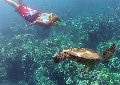 Snorkeler diving with a turtle in Maui. : r/snorkeling