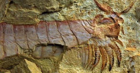 Arthropod Fossils Show 'Limbs' Of 'Fuxhianhuiid,' 520-Million-Year-Old Sea Creature | HuffPost UK