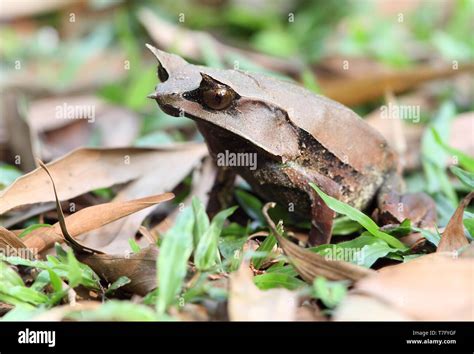 Long-nosed horned frog (Megophrys nasuta), also know and Malaysian Horned Frog (or Malayan leaf ...